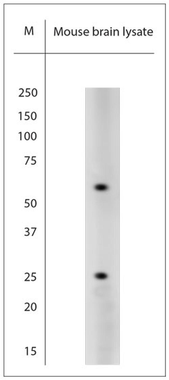 PGP 9.5 Antibody in Western Blot (WB)