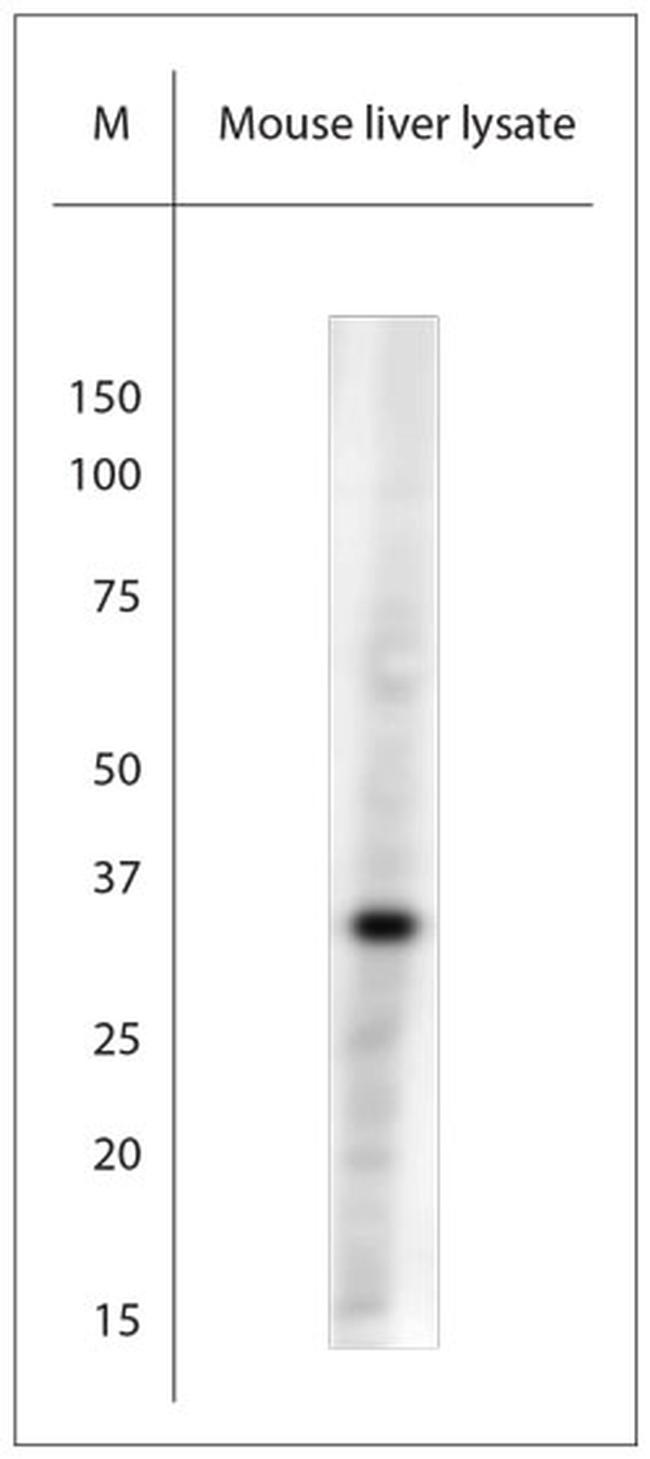 Pallidin Antibody in Western Blot (WB)