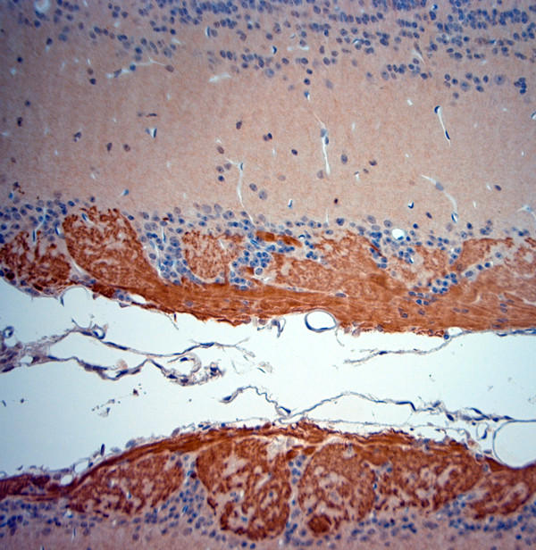 OMP Antibody in Immunohistochemistry (Paraffin) (IHC (P))