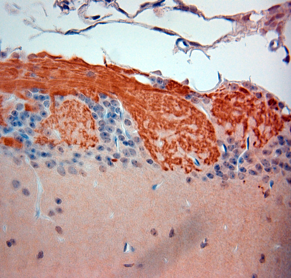 OMP Antibody in Immunohistochemistry (Paraffin) (IHC (P))