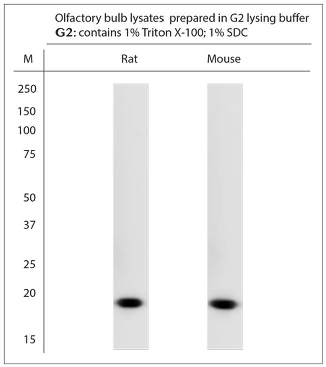 OMP Antibody in Western Blot (WB)