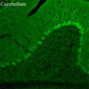 TRPC3 Antibody in Immunohistochemistry (Frozen) (IHC (F))