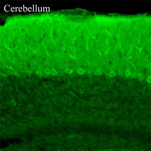 TRPC3 Antibody in Immunohistochemistry (Frozen) (IHC (F))