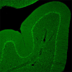 TRPC3 Antibody in Immunohistochemistry (Frozen) (IHC (F))