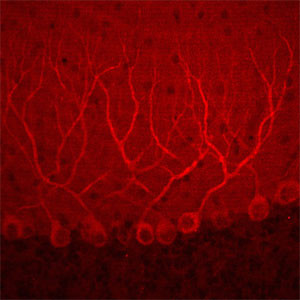 TRPC3 Antibody in Immunohistochemistry (Frozen) (IHC (F))