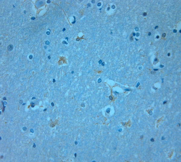 TAAR2 Antibody in Immunohistochemistry (Paraffin) (IHC (P))