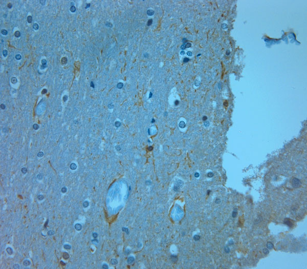 TAAR2 Antibody in Immunohistochemistry (Paraffin) (IHC (P))