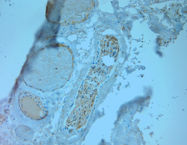 TAAR2 Antibody in Immunohistochemistry (Paraffin) (IHC (P))