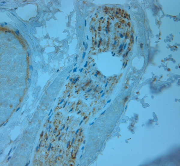 TAAR2 Antibody in Immunohistochemistry (Paraffin) (IHC (P))