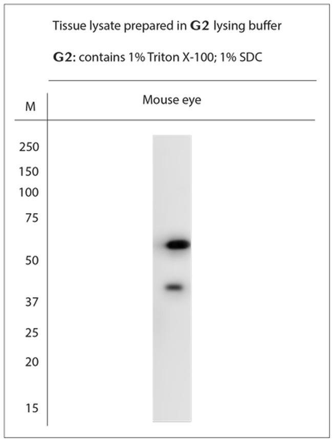 OA1 Antibody in Western Blot (WB)