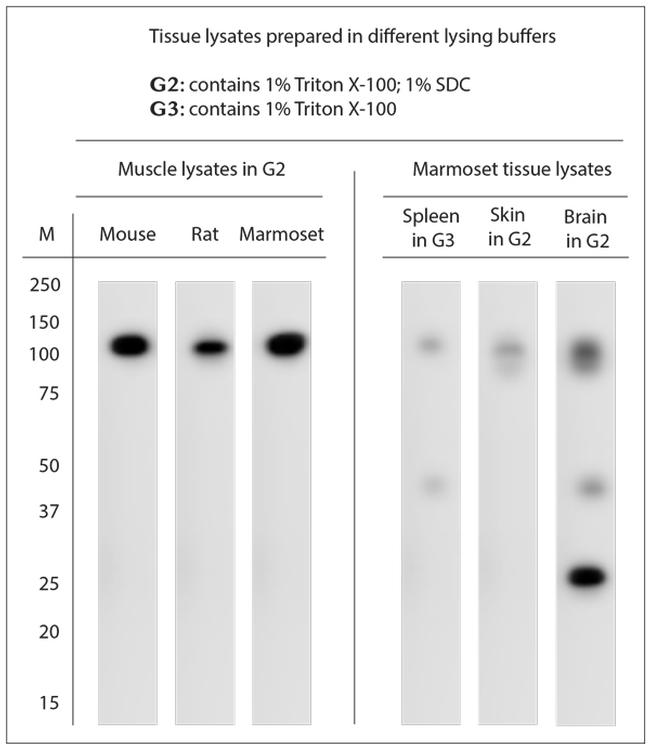 TRPV2 Antibody in Western Blot (WB)