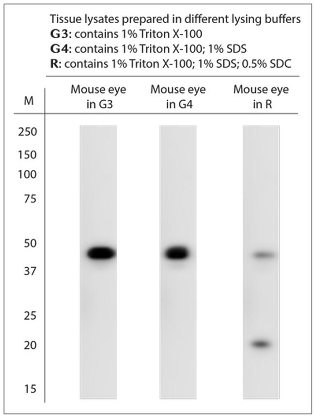 Neuropsin Antibody in Western Blot (WB)