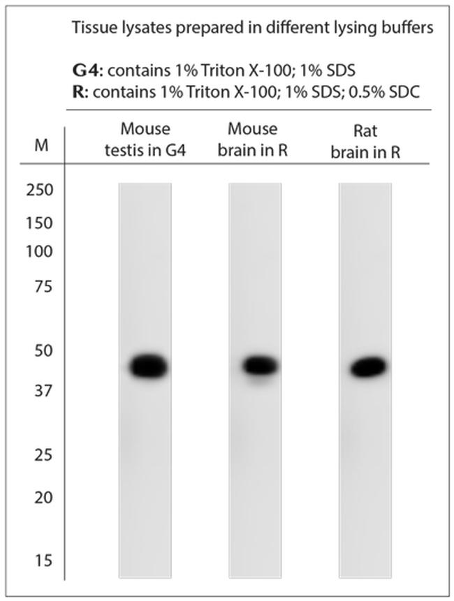 Neuropsin Antibody in Western Blot (WB)