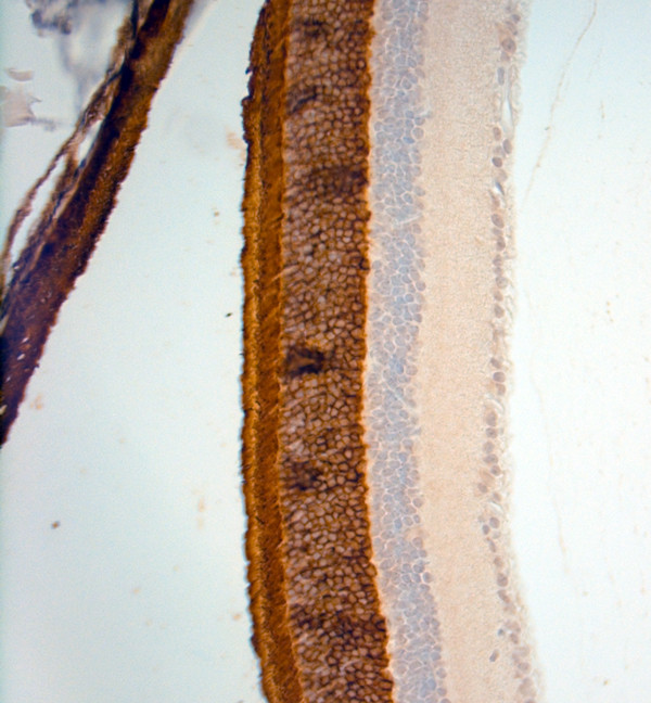 Rhodopsin Antibody in Immunohistochemistry (Paraffin) (IHC (P))