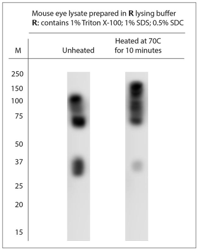 Rhodopsin Antibody in Western Blot (WB)