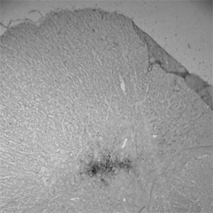 Runx3 Antibody in Immunohistochemistry (Paraffin) (IHC (P))