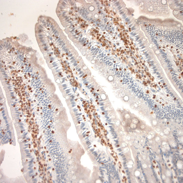 Runx3 Antibody in Immunohistochemistry (Paraffin) (IHC (P))