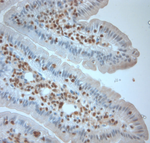 Runx3 Antibody in Immunohistochemistry (Paraffin) (IHC (P))