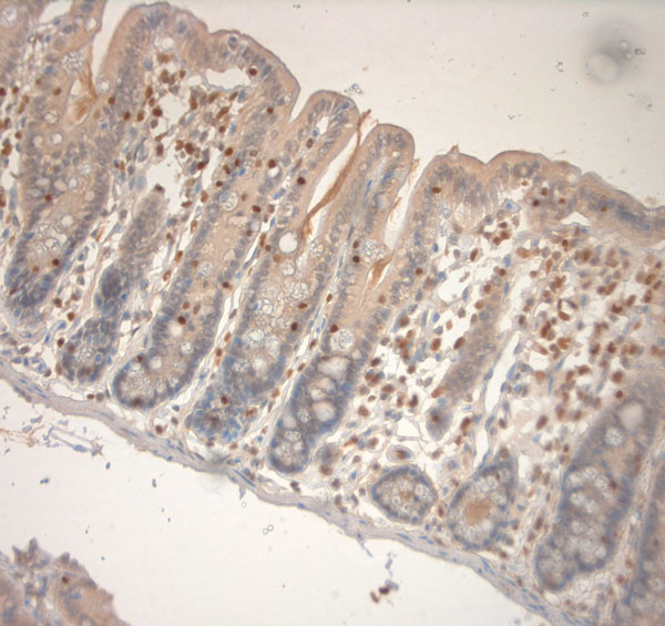 Runx3 Antibody in Immunohistochemistry (Paraffin) (IHC (P))