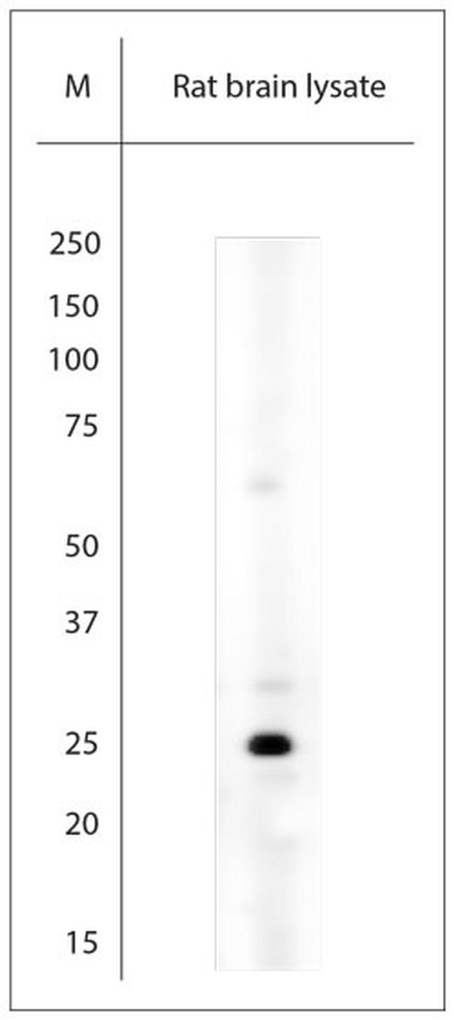 RAB3A Antibody in Western Blot (WB)