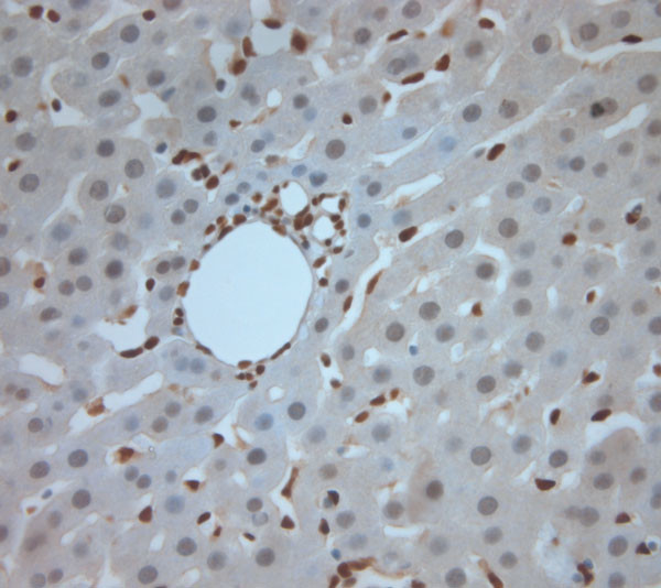 Ribeye Antibody in Immunohistochemistry (Paraffin) (IHC (P))