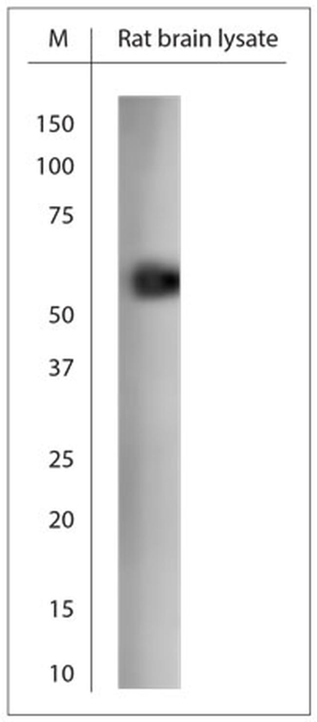 RHOT1 Antibody in Western Blot (WB)