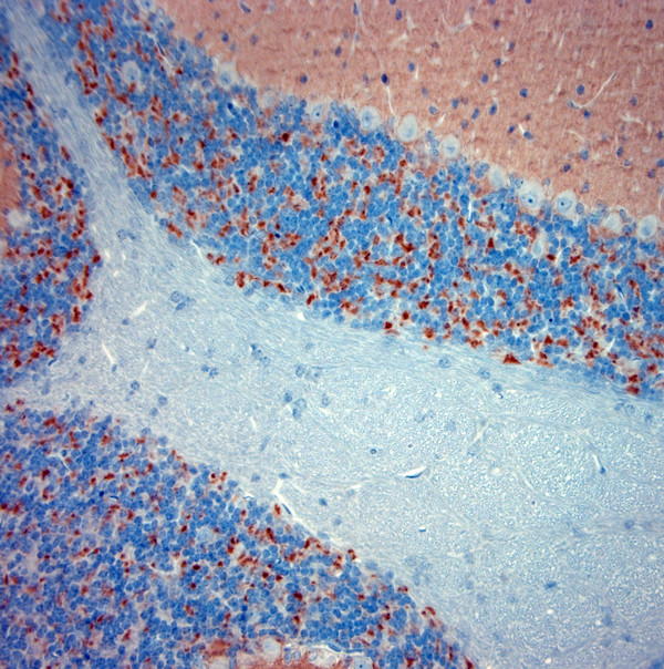 Synaptotagmin 2 Antibody in Immunohistochemistry (Paraffin) (IHC (P))