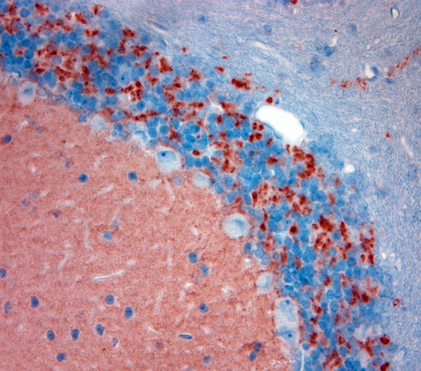 Synaptotagmin 2 Antibody in Immunohistochemistry (Paraffin) (IHC (P))