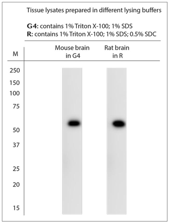 Synaptotagmin 2 Antibody in Western Blot (WB)