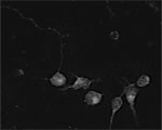 Synaptotagmin 5 Antibody in Immunocytochemistry (ICC/IF)