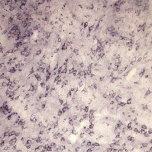 Sortilin Antibody in Immunohistochemistry (IHC)