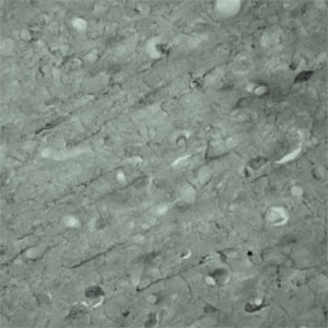 SYT17 Antibody in Immunohistochemistry (Frozen) (IHC (F))