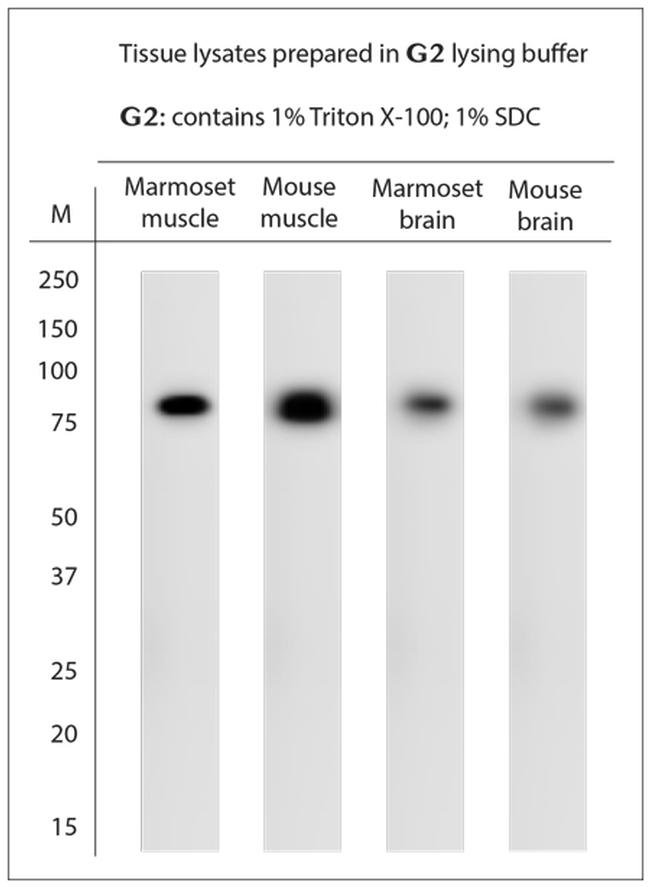 STIM1 Antibody in Western Blot (WB)