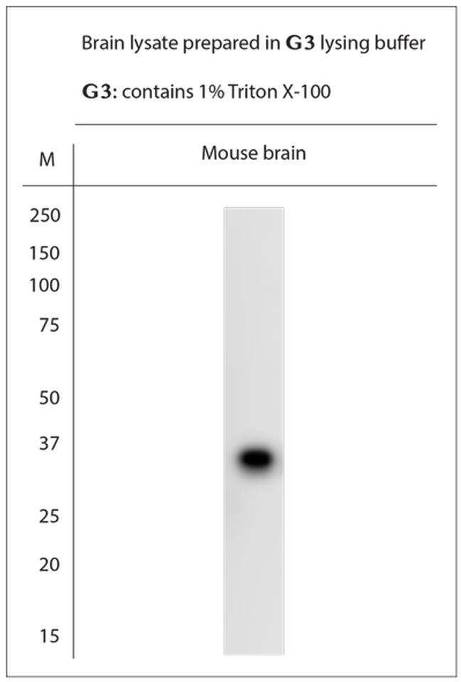 Syntaxin2 Antibody in Western Blot (WB)