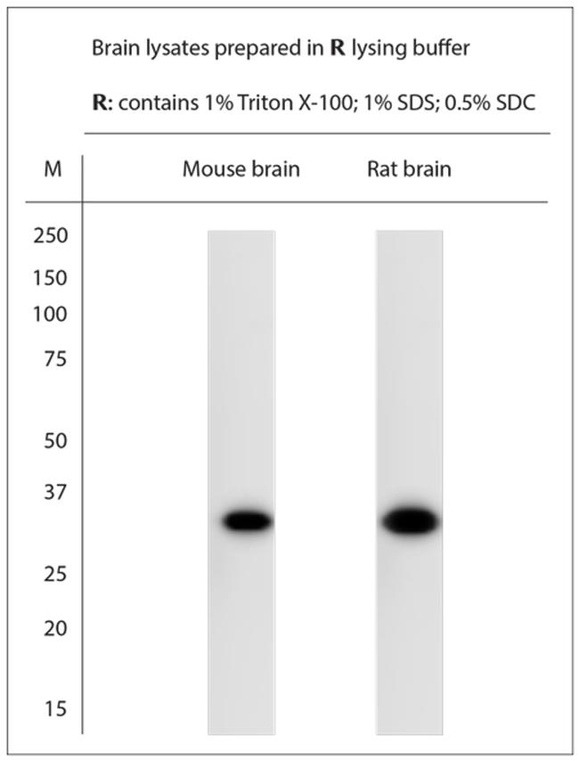 Syntaxin4 Antibody in Western Blot (WB)