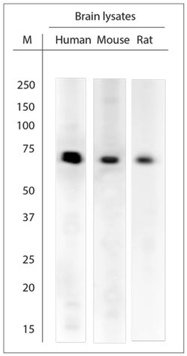 Synapsin 1 Antibody in Western Blot (WB)