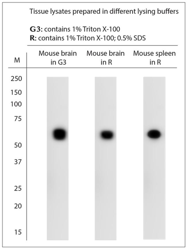 5HT1B R Antibody in Western Blot (WB)