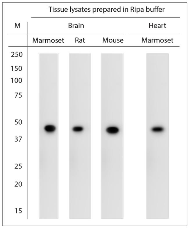 5HT1D R Antibody in Western Blot (WB)