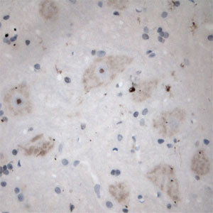 5HT5A R Antibody in Immunohistochemistry (Paraffin) (IHC (P))