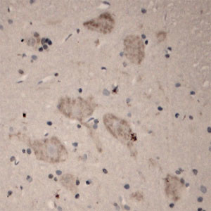 5HT5A R Antibody in Immunohistochemistry (Paraffin) (IHC (P))