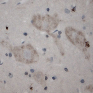 5HT5A R Antibody in Immunohistochemistry (Paraffin) (IHC (P))