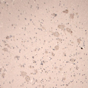 5HT5A R Antibody in Immunohistochemistry (Paraffin) (IHC (P))