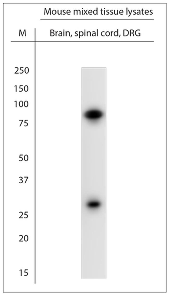 Striatin 4 Antibody in Western Blot (WB)