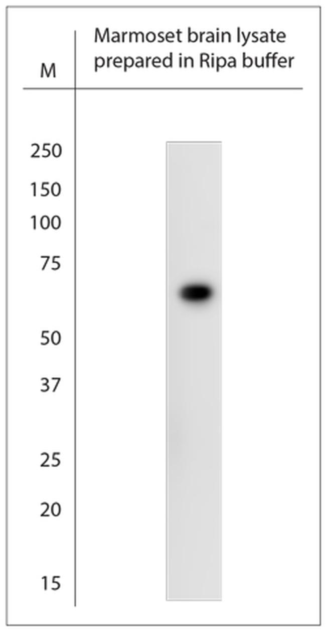 SLC5A8 Antibody in Western Blot (WB)