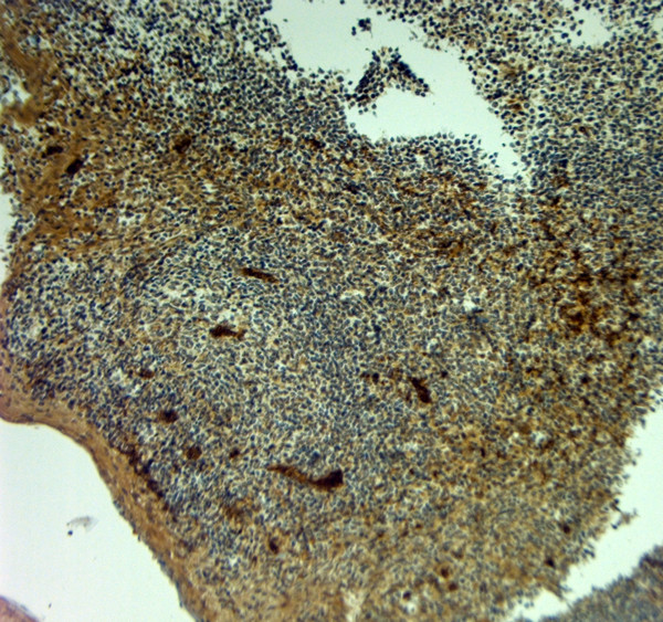 SLC4A1 Antibody in Immunohistochemistry (Paraffin) (IHC (P))