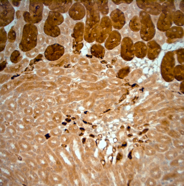 SLC30A5 Antibody in Immunohistochemistry (Paraffin) (IHC (P))