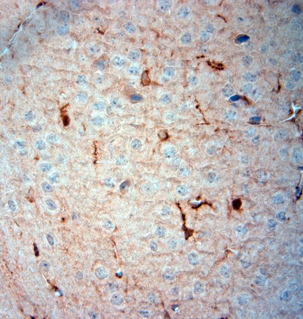 SLC30A5 Antibody in Immunohistochemistry (Paraffin) (IHC (P))