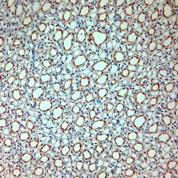 SLC30A5 Antibody in Immunohistochemistry (Paraffin) (IHC (P))