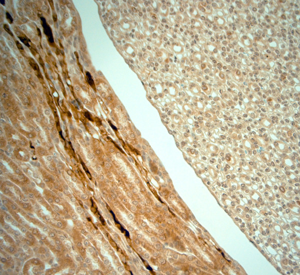 SLC30A5 Antibody in Immunohistochemistry (Paraffin) (IHC (P))