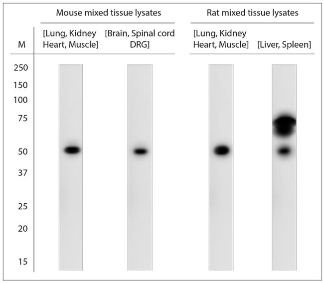 SLC30A5 Antibody in Western Blot (WB)